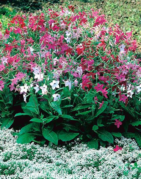 Ornamental Tobacco Mixed Seeds Nicotiana X Sanderae 9000 Seeds