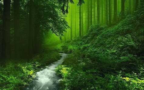 Beautiful Forest Wallpapers With Images Beautiful Forest Forest Wallpaper