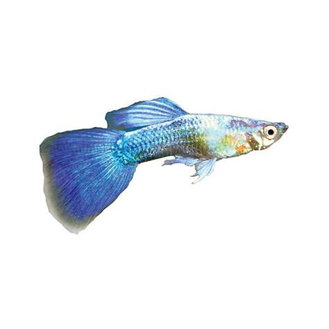 Turquoise Guppy Guppy Fish Pet Fish Fish For Sale