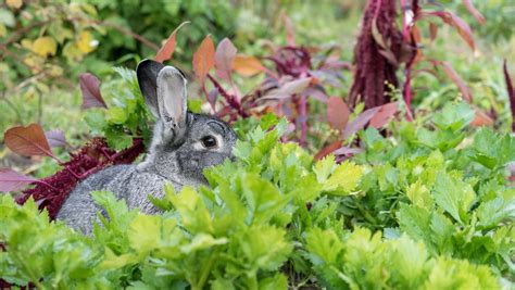 Do Rabbits Eat Garden Phlox How To Deal With Deer And Rabbits In The