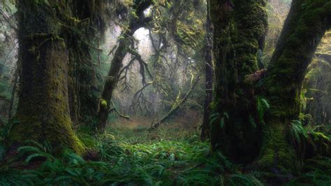 Vancouver Island Old Growth Forest Photography Michael Bjorge Fine Art