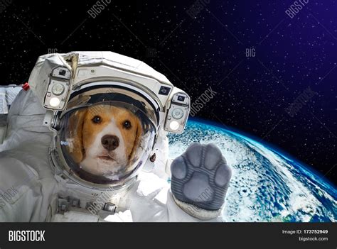 Portrait Dog Astronaut Image And Photo Free Trial Bigstock