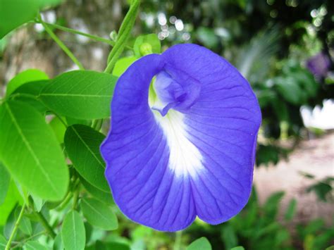 Gambar bunga tunjung biru bunga tunjung dalam agama hindu tumbuhan bali tunjung tumbuhan air mirip padma juga lambang k di 2020 bunga teratai bunga pernikahan manfaat dan khasiat bunga telang untuk kesehatan mata kabartani. Dari Lensa Kelabu: BUNGA KACANG TELANG