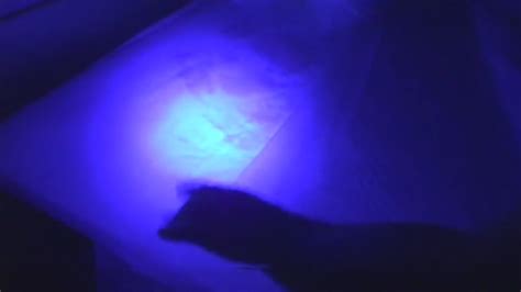 What Do Bed Bugs Look Like Under Uv Light Uncover The Mystery Of Bugs