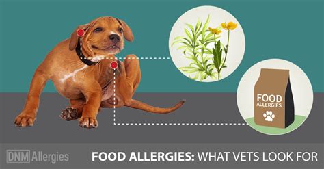 5 Signs Your Dog Has Food Allergies Dogs Naturally Magazine