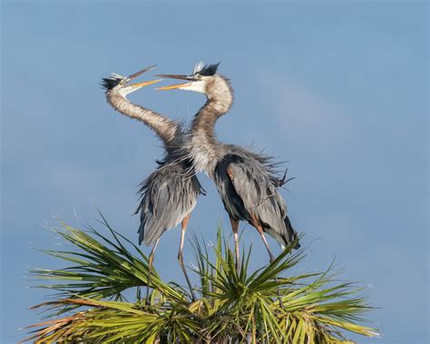 Great Blue Herons Mating Rituals Smithsonian Photo Contest