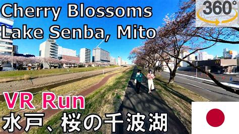 4k 360 VR Cherry Blossom Running in Lake Senba Mito Japan水戸の仙波子で桜を