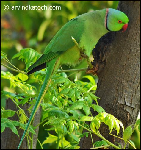 Rose Ringed Indian Parakeet Parrot Pictures And Detail Psittacula