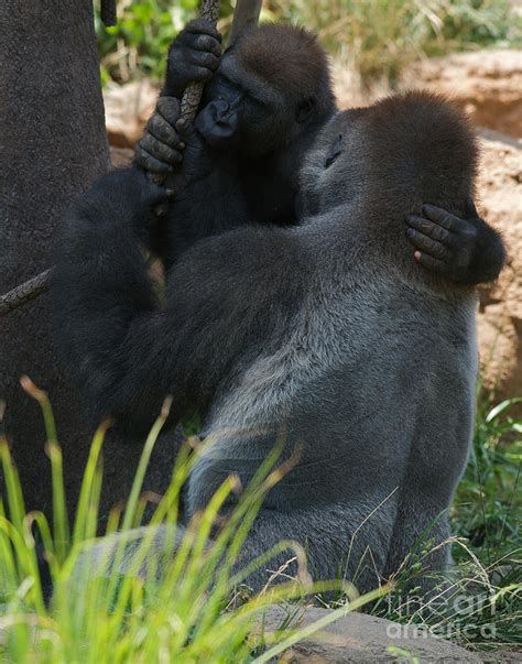 Gorilla Embrace Photograph By Chris Brewington Photography Llc Fine Art America