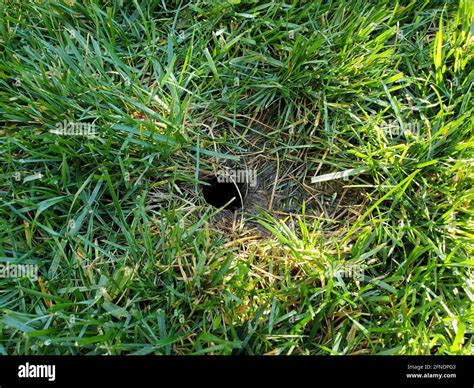 Photograph Of A Mole Hole In The Ground Surrounded By Grass In