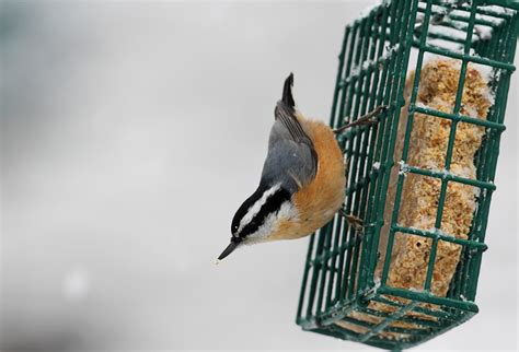 Leave the mixture to cool for a while until the suet is cool enough to handle. Homemade Peanut Butter Suet Recipe in 2020 | Suet recipe ...