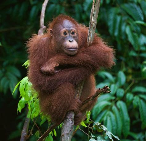 Arboreal Animals Pictures With Names