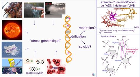 Le cancer du sein est une tumeur maligne de la glande mammaire. Cell Biology Promotion