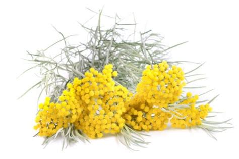 La pianta grassa con i fiori gialli è la prima che fa parte della composizione di piante grasse. ELICRISO: ecco come si usa | Fiori e Foglie