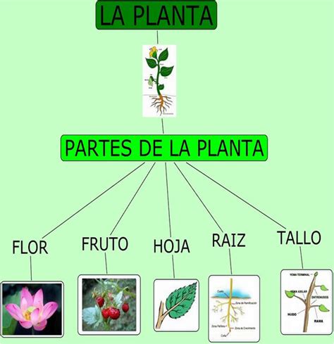 Las Plantas ¿cuales Son Las Partes De Una Plantita