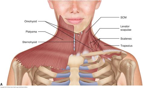 Back Of Neck Anatomy Muscles Neck Anatomy I Netter S Rebel Em Emergency Medicine Blog