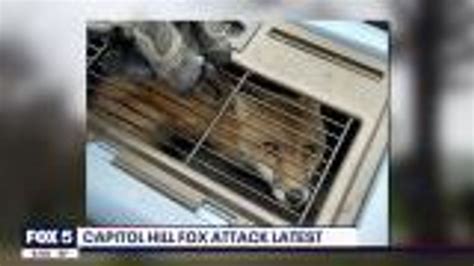 Terrifying Viral Video Shows Rabid Fox Attacking A Woman Indy100