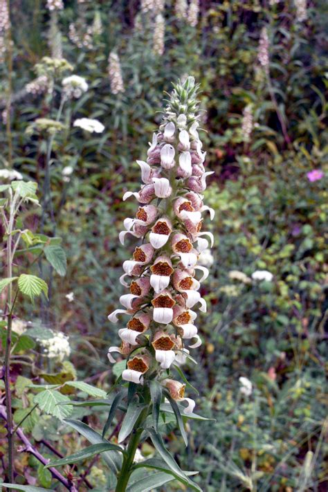 Unique and limited edition products for comfortable wearing. Digitalis lanata - Wiktionary