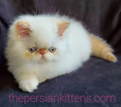 Kittens For Sale Near Me Cats For Sale The Persian Kittens