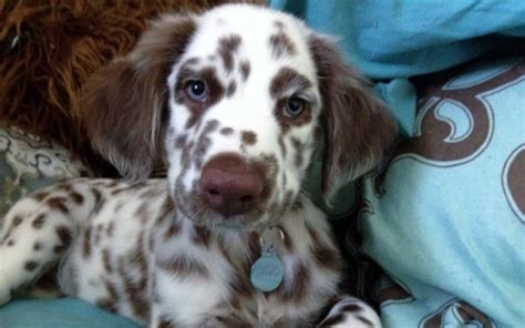Is Purebred Long Haired Dalmatian Real Once And For All Guide