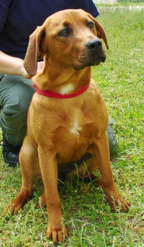 Redbone Coonhound Lab Mix F Spayed 7 Months Named Ginger In Lexington