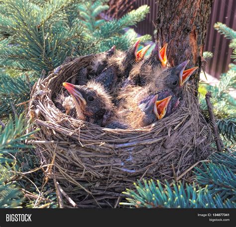 List 101 Wallpaper Pictures Of Birds With Their Nests And Names Sharp