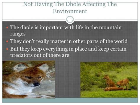 Ppt Dholes Powerpoint Presentation Free Download Id2228604