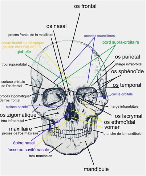 Crâne Face En 2023 Les Os Du Crane Schéma Corps Humain Anatomie Du