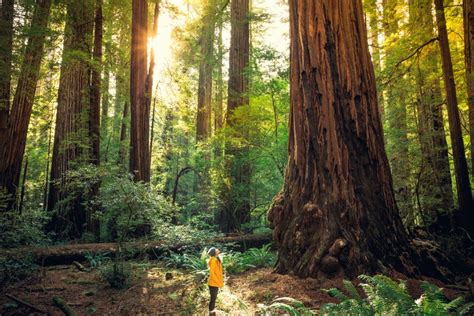Walk Among Giants Visit Humboldt Redwoods State Park In Ca Select