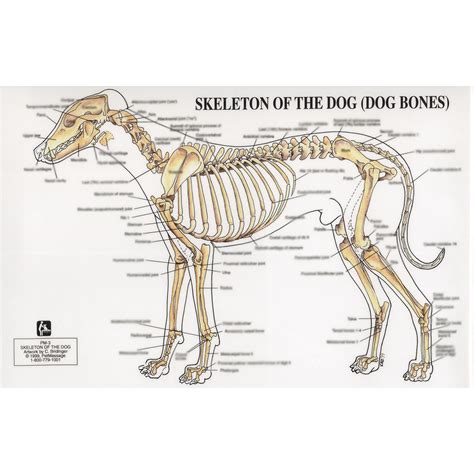 Petmassage Chart 3 Skeleton Of The Dog · Petmassage Training And