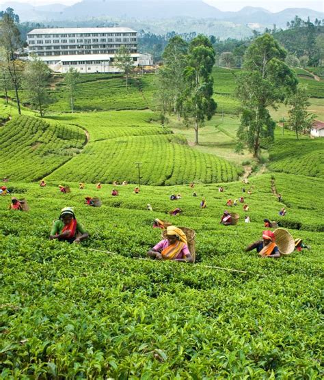 Ceylon Tea Trails Luxury Bungalows In Hatton Sri Lanka Official