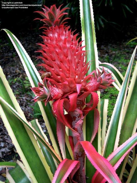 Plantfiles Pictures Ananas Bromeliad Variegated Red Pineapple