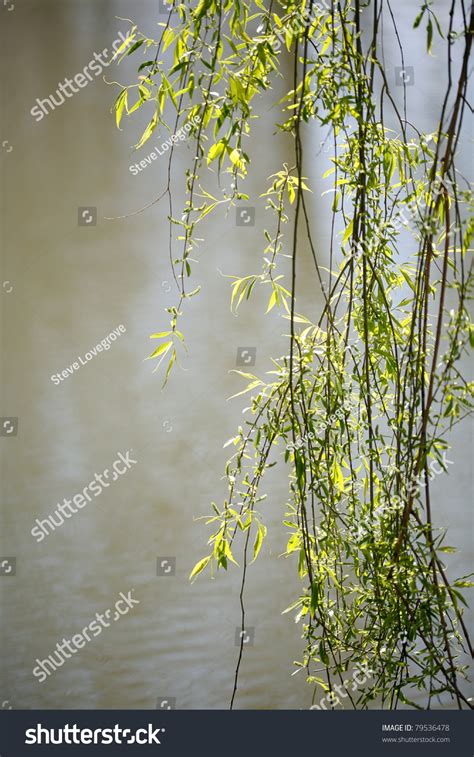 Branches Weeping Willow Tree Hang Down Stock Photo 79536478 Shutterstock