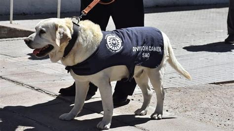 Despiden Con Honores A Gringo El Perro Detector De Drogas