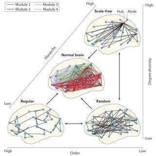 Multiscale Network Analysis Brain Networks Are Organized Across Download Scientific Diagram