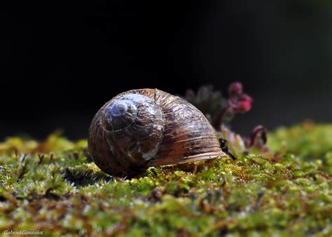 Selective Focus Photography Of Brown Snail Hd Wallpaper Wallpaper Flare