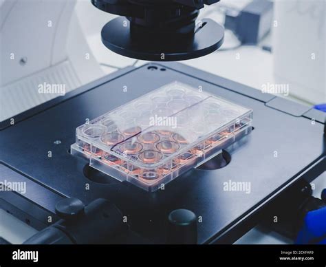 observing cell culture plate under a microscope Stock Photo - Alamy