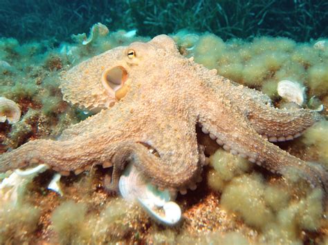 Octopus Vulgaris Sea Creature Desktop Hd Wallpapers