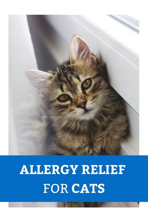 Common Cat Allergies And How To Treat Them 2021 Puppies Site