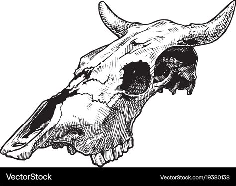 Cow Skull Side View
