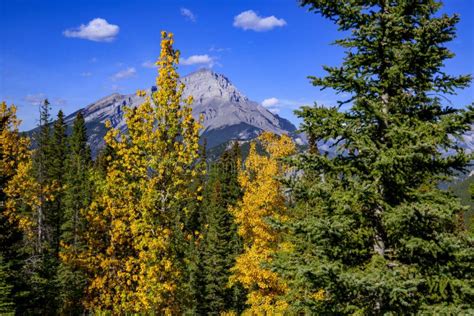 Scene Of Forests And The Canadian Rocky Mountains In Autumn Blue Sky