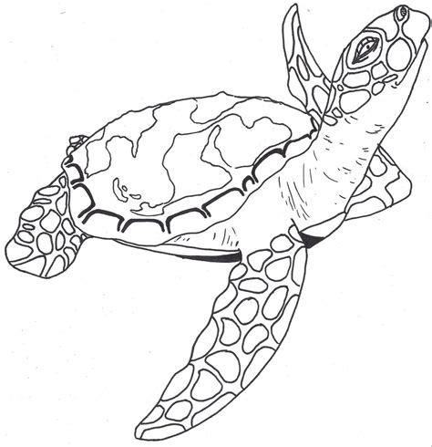 Turtle Outline Turtle Sketch Turtle Drawing