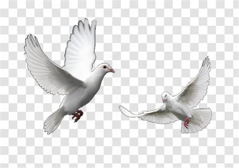 Columbidae Domestic Pigeon Bird Trash Doves Release Dove Funeral