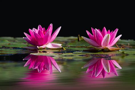 Two Lotus Flowers Surrounded By Pods Above Water · Free Stock Photo