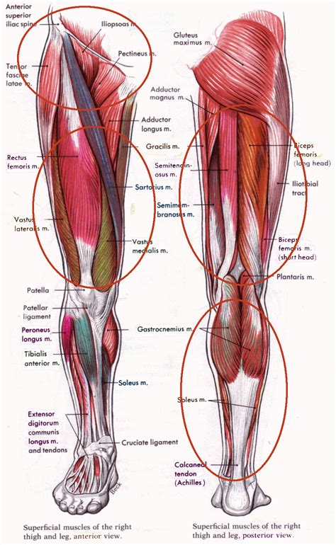 Hamstring Muscle Group Quads Muscle Group