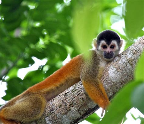 Central American Squirrel Monkey Squirrel Monkey Central American