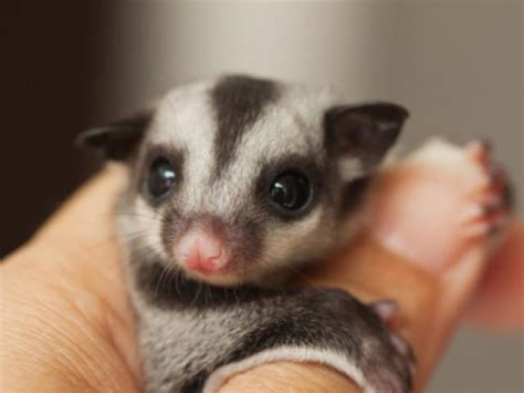 The sugar gliders are covered with a fur or membrane between their wrist and ankle, which is known as a patagium. Guide to Sugar Gliders as Pets | PetMD