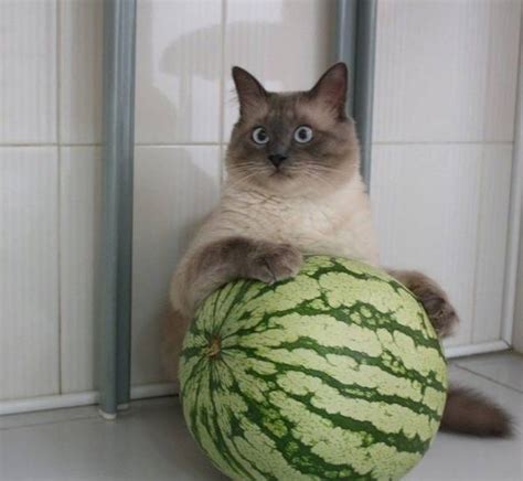 Pin By Letícia Mendonça On Cat Cats Watermelon Crazy Cats