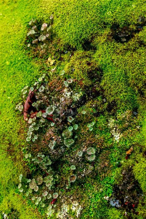 Green Moss Stock Image Image Of Green Lichen Forest 153679643