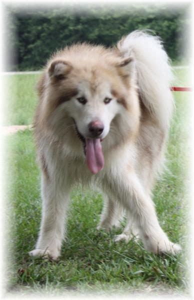 The alaskan malamute the native alaskan arctic breed and comes in 9 different standard colors with 2 markings. White Malamute Puppies for Sale | giant malamute, rare red ...
